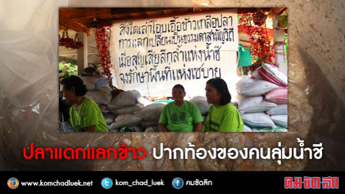 ปลาแดกแลกข้าว ปากท้องของคนลุ่มน้ำชี ปลาแดกแลกข้าว ปากท้องของคนลุ่มน้ำชี