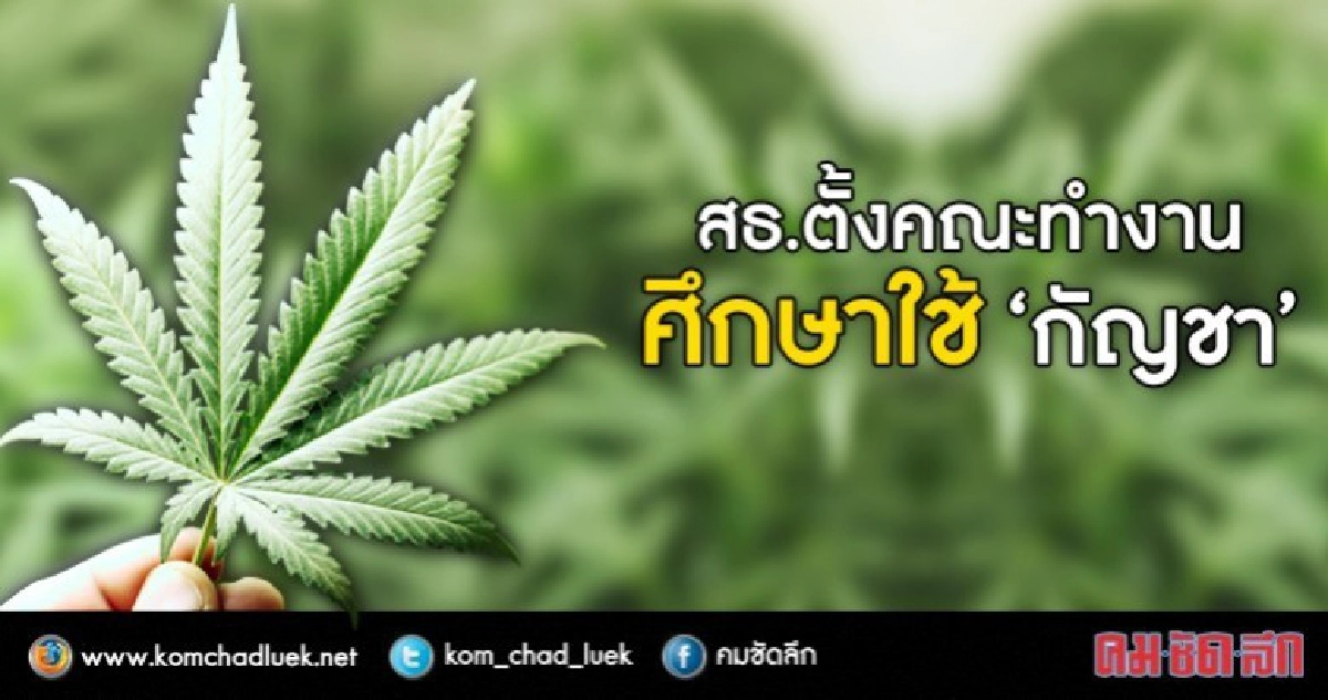 สธ.ตั้งคณะทำงานศึกษาใช้ 'กัญชา'