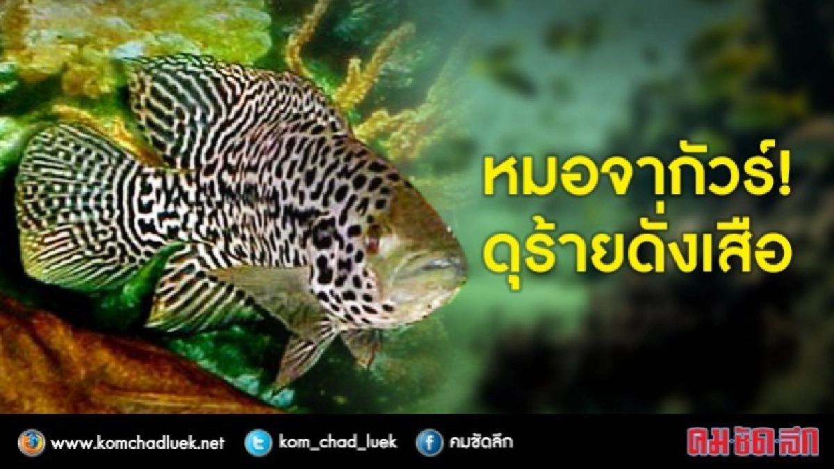 "หมอจากัวร์"ดุร้ายประดุจเสือ "หมอจากัวร์"ดุร้ายประดุจเสือ