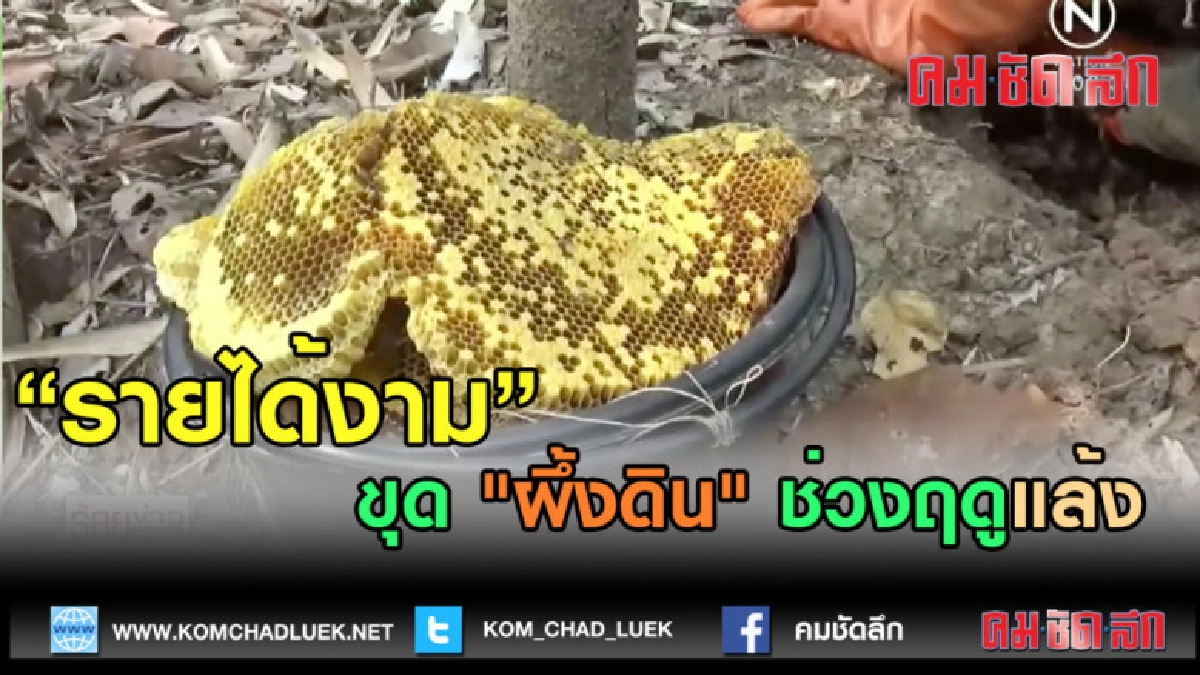 (คลิปข่าว) ขุด "ผึ้งดิน" ช่วงฤดูแล้ง เสริมรายได้งาม (คลิปข่าว) ขุด "ผึ้งดิน" ช่วงฤดูแล้ง เสริมรายได้งาม