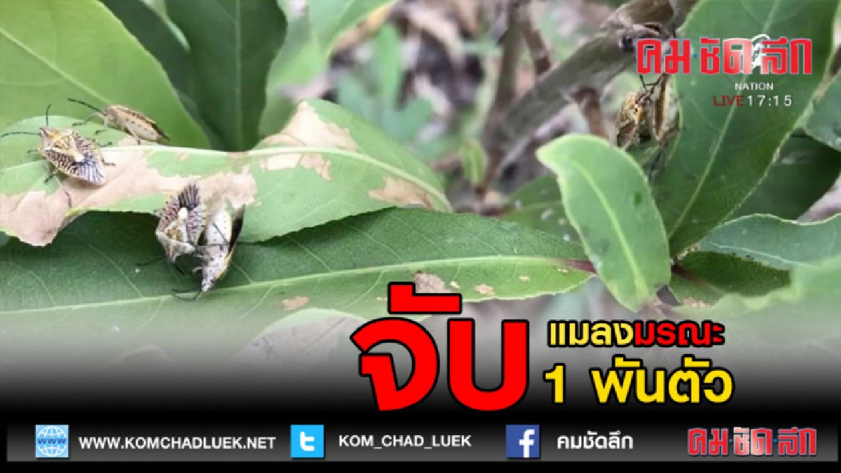 (คลิปข่าว) จับแมลงมรณะ 1 พันตัว