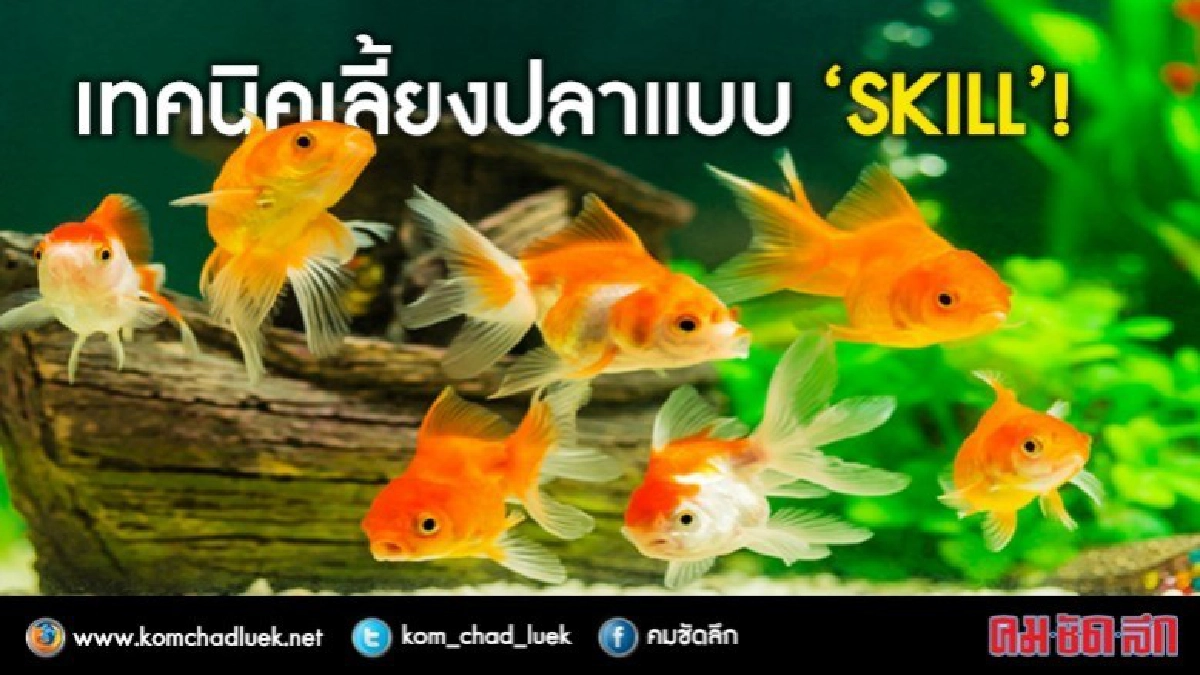 เทคนิคเลี้ยงปลาแบบ "SKILL" ! เทคนิคเลี้ยงปลาแบบ "SKILL" !