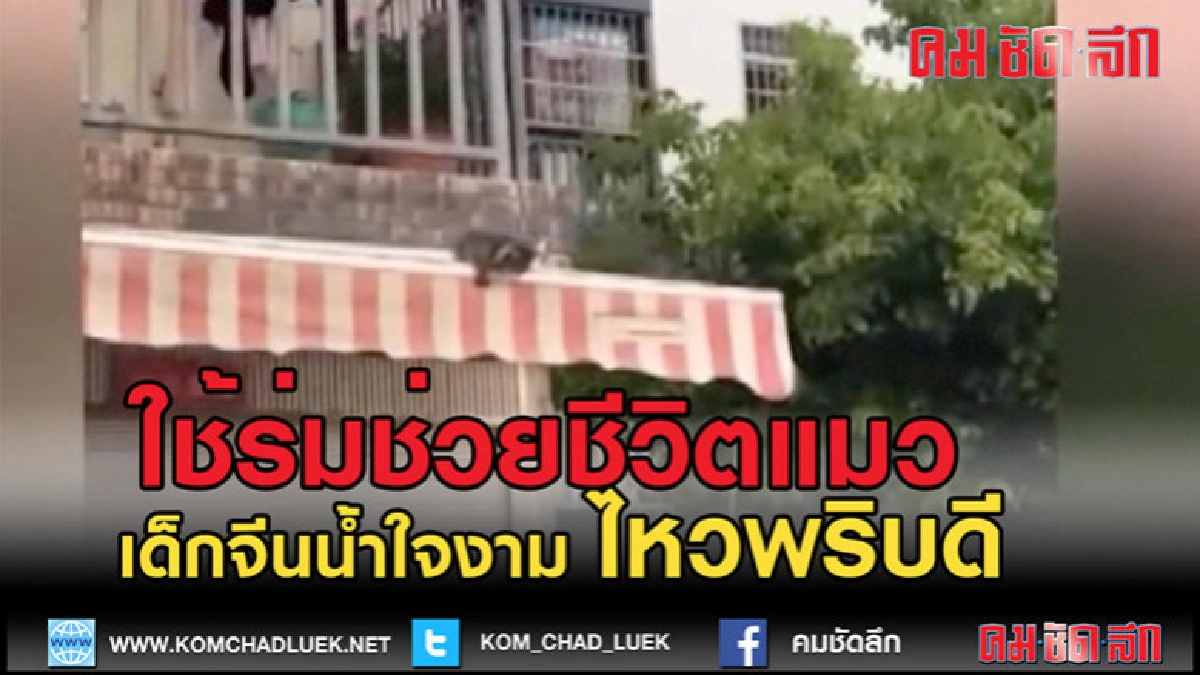 (คลิป)ใช้ร่มช่วยชีวิตลูกแมว (คลิป)ใช้ร่มช่วยชีวิตลูกแมว