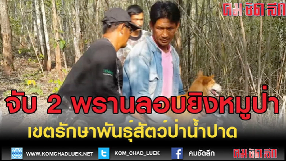 (คลิป)จับ 2 นายพรานลอบยิงหมูป่า (คลิป)จับ 2 นายพรานลอบยิงหมูป่า