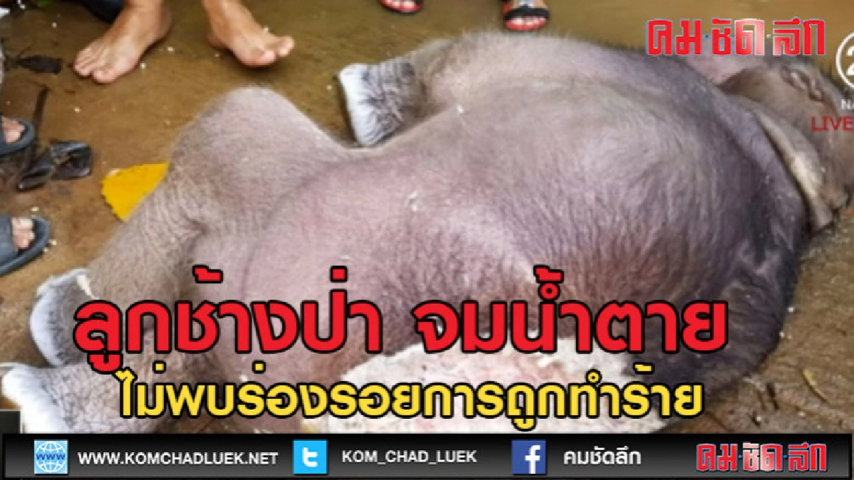 (คลิปข่าว)ลูกช้างป่า จมน้ำตาย (คลิปข่าว)ลูกช้างป่า จมน้ำตาย