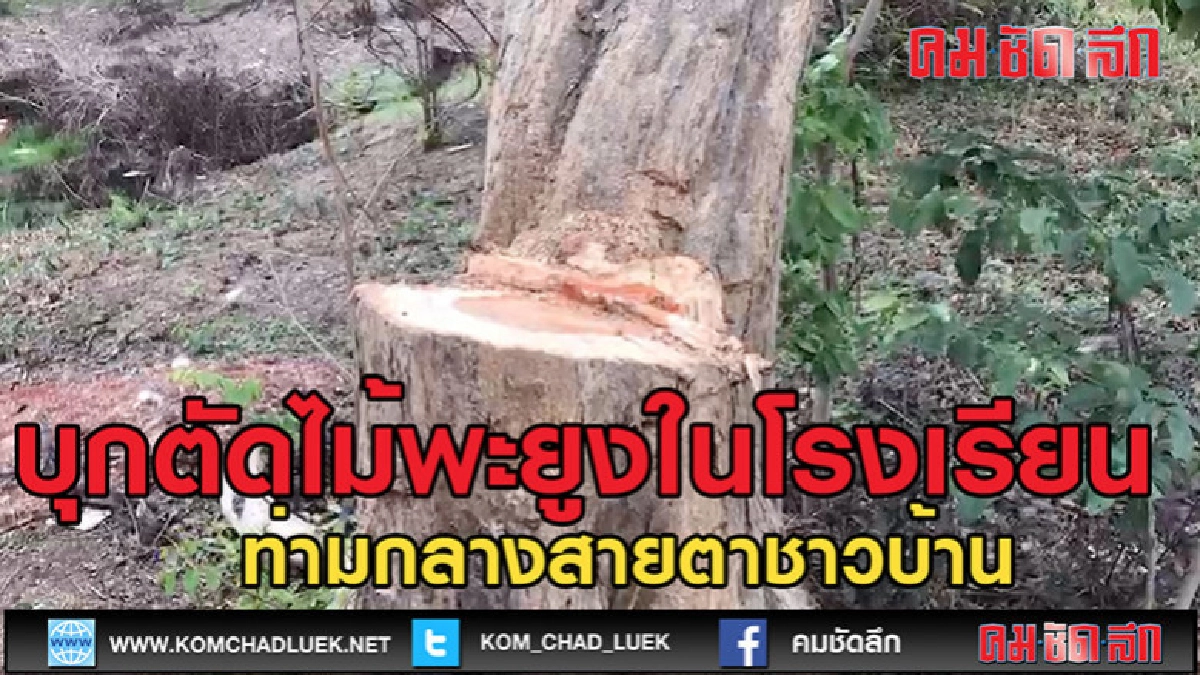 (คลิปข่าว)บุกตัดไม้พะยูงในโรงเรียน (คลิปข่าว)บุกตัดไม้พะยูงในโรงเรียน