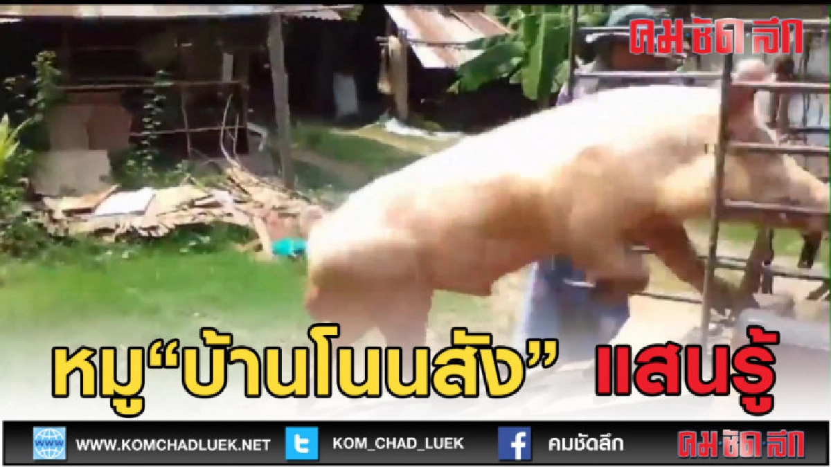 (คลิปข่าว) หมูพันธ์ุบ้านโนนสัง หมูแสนรู้ (คลิปข่าว) หมูพันธ์ุบ้านโนนสัง หมูแสนรู้