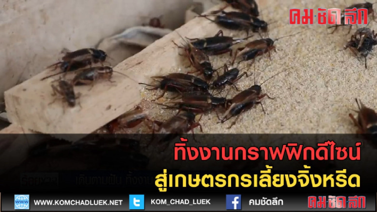 (คลิปข่าว) ทิ้งงานกราฟฟิกดีไซน์ สู่เกษตรกรเลี้ยงจิ้งหรีด