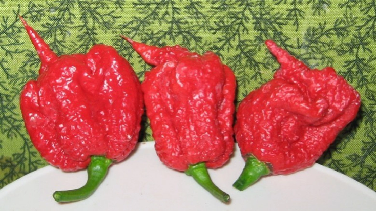 พริกเผ็ดที่สุดในโลกทำหนุ่มมะกันเข้ารพ. 