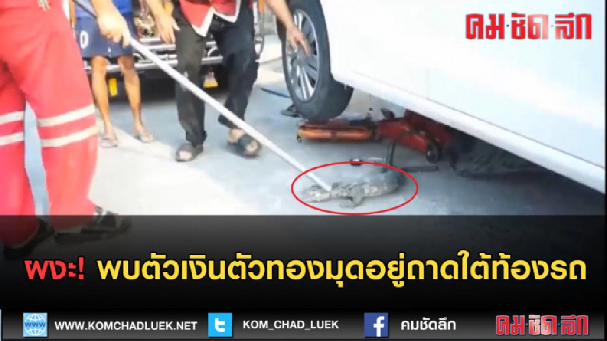(คลิปข่าว) ผงะ!! พบตัวเงินตัวทองมุดอยู่ในถาดใต้ท้องรถ (คลิปข่าว) ผงะ!! พบตัวเงินตัวทองมุดอยู่ในถาดใต้ท้องรถ