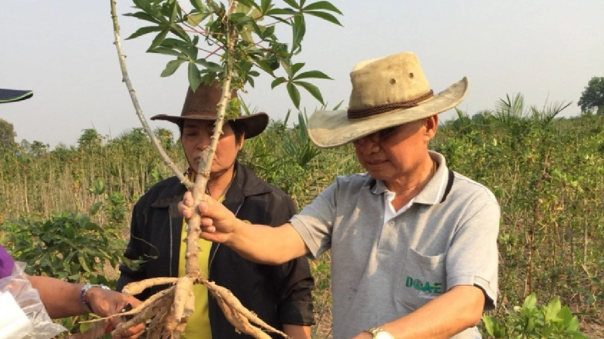  เตือนเกษตรกรผู้ปลูกมันเฝ้าระวังเพลี้ยแป้งระบาดหน้าแล้ง