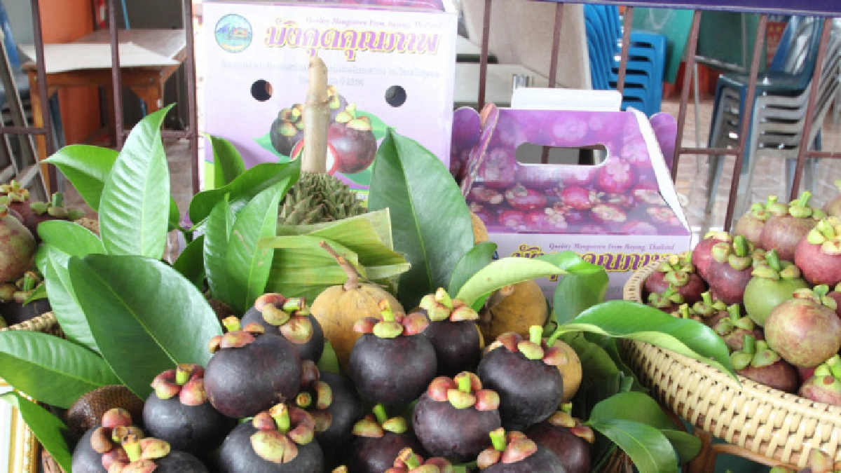 เกษตรฯ ชี้สภาพอากาศแปรปรวนทำปริมาณผลไม้ภาคตะวันออกปีนี้ลดลง