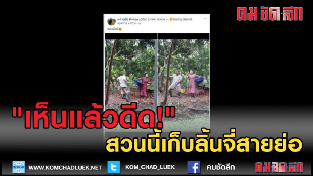 (คลิปข่าว) เห็นแล้วดีด! สวนนี้เก็บลิ้นจี่สายย่อ (คลิปข่าว) เห็นแล้วดีด! สวนนี้เก็บลิ้นจี่สายย่อ