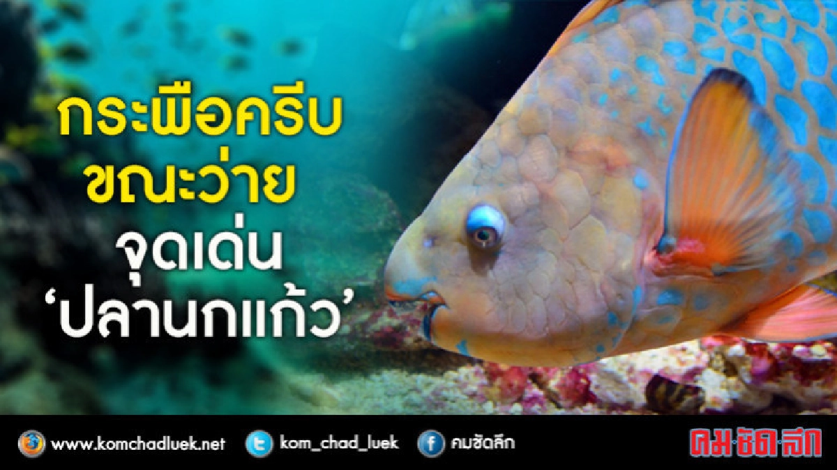 กระพือครีบขณะว่าย จุดเด่น"ปลานกแก้ว" กระพือครีบขณะว่าย จุดเด่น"ปลานกแก้ว"