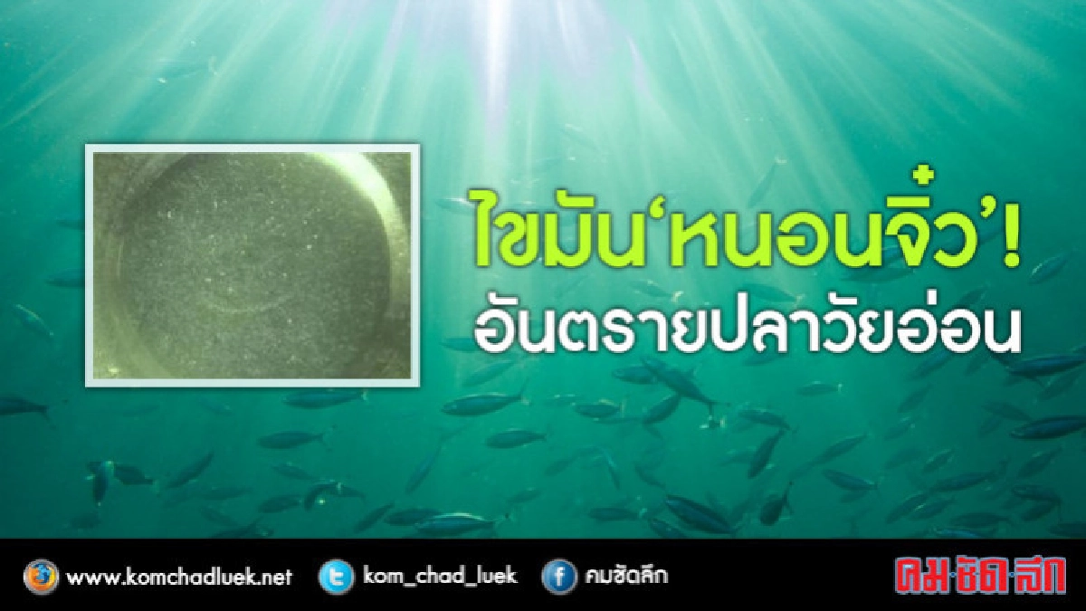 ไขมัน"หนอนจิ๋ว"อันตรายปลาวัยอ่อน ไขมัน"หนอนจิ๋ว"อันตรายปลาวัยอ่อน