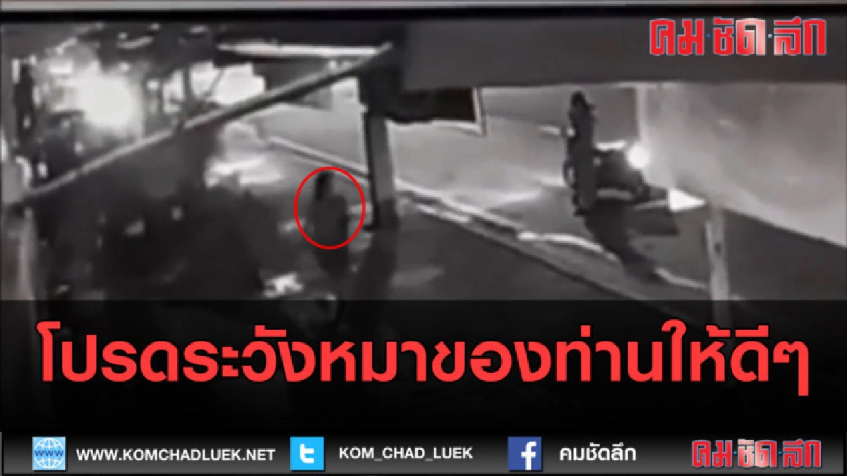 (คลิปข่าว) หมามันยังเอา !!! (คลิปข่าว) หมามันยังเอา !!!