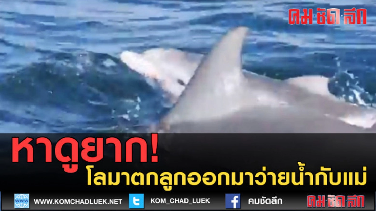 (คลิปข่าว) หาดูยาก!! โลมาตกลูกออกมาว่ายน้ำกับแม่ (คลิปข่าว) หาดูยาก!! โลมาตกลูกออกมาว่ายน้ำกับแม่