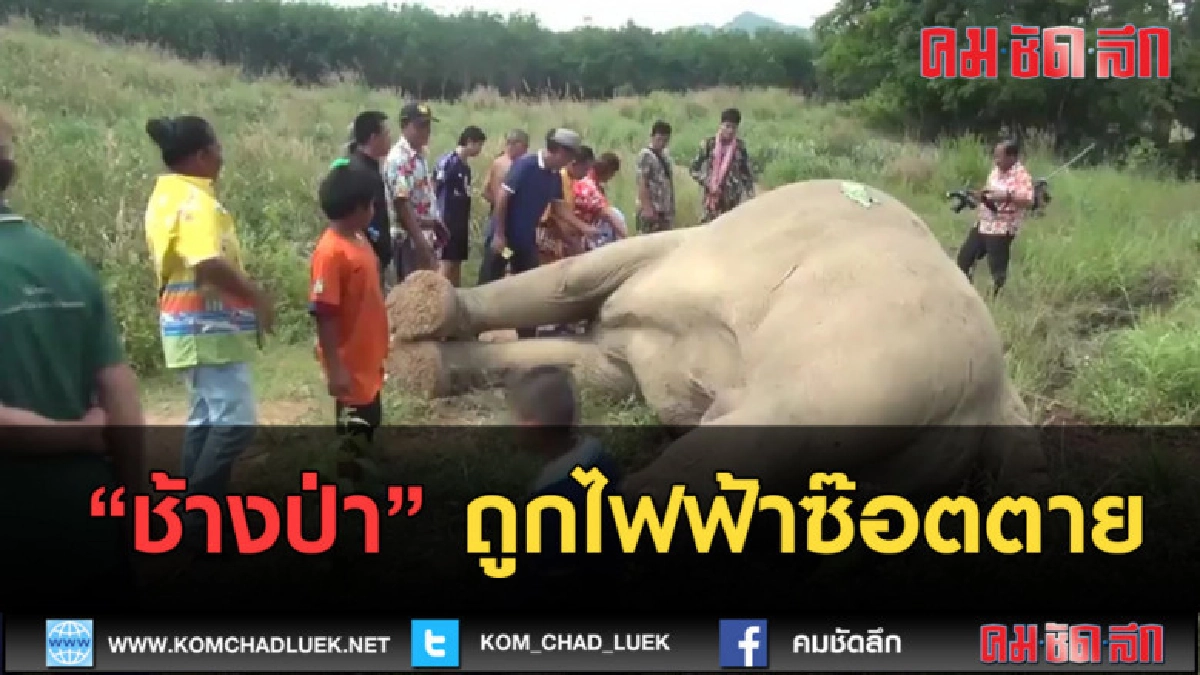 (คลิปข่าว) ช้างป่าถูกไฟฟ้าซ๊อตตาย (คลิปข่าว) ช้างป่าถูกไฟฟ้าซ๊อตตาย
