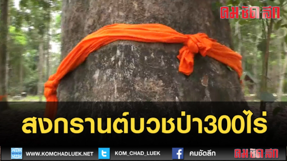(คลิปข่าว) สงกรานต์บวชป่า300ไร่ (คลิปข่าว) สงกรานต์บวชป่า300ไร่