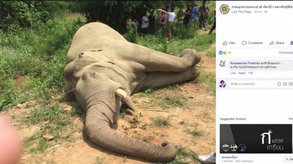 ชาวบ้านแห่อาลัย"ช้างป่า"ล้ม เพราะถูกไฟช๊อต ระหว่างหากิน