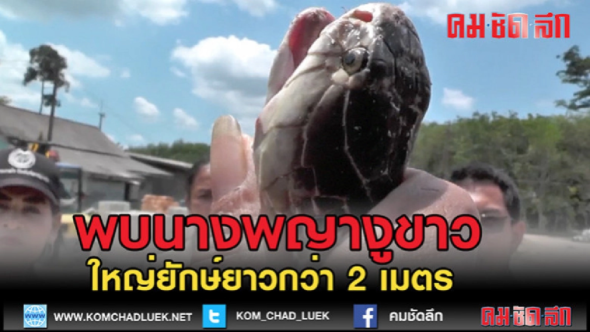 (คลิปข่าว)พบนางพญางูขาว (คลิปข่าว)พบนางพญางูขาว