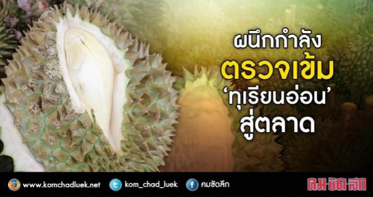 ผนึกกำลังคุมเข้ม"ทุเรียนอ่อน"ส่งออก ผนึกกำลังคุมเข้ม"ทุเรียนอ่อน"ส่งออก