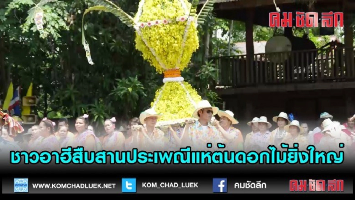 (คลิปข่าว)ชาวอาฮีจังหวัดเลยสืบสานประเพณีแห่ต้นดอกไม้ยิ่งใหญ่