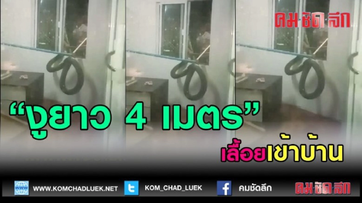 (คลิปข่าว)จับงูจงอางยาว4เมตรเลื้อนเข้าบ้าน ตร.