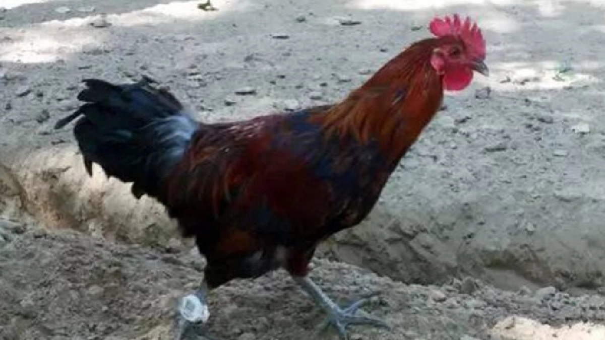 ต้องเดินเกิน 1 ล้านก้าวก่อนถึงจะปล่อย"ไก่"ขาย 