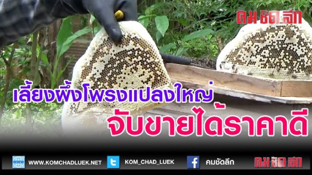 (คลิปข่าว)เลี้ยงผึ้งโพรงแปลงใหญ่จับขายได้ราคาดี