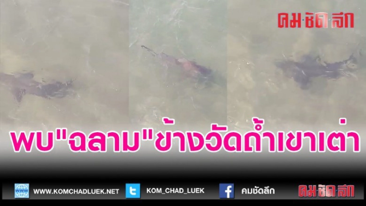 (คลิปข่าว)พบ"ฉลาม"ข้างวัดถ้ำเขาเต่า (คลิปข่าว)พบ"ฉลาม"ข้างวัดถ้ำเขาเต่า