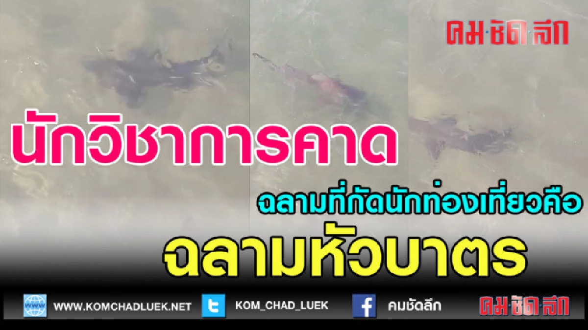 (คลิปข่าว)นักวิชาการคาด ฉลามที่กัด คือฉลามหัวบาตร
