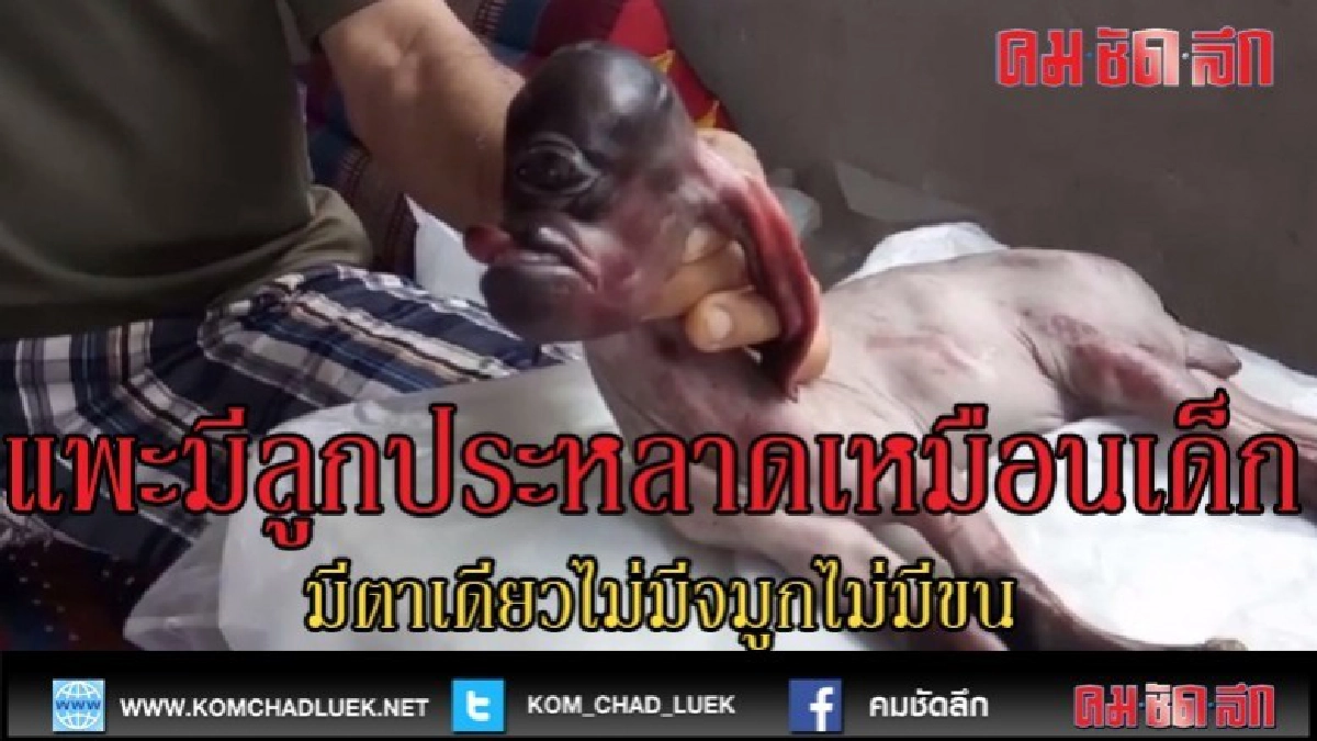 (คลิปข่าว)แพะออกลูกประหลาดเหมือนเด็กทารก (คลิปข่าว)แพะออกลูกประหลาดเหมือนเด็กทารก