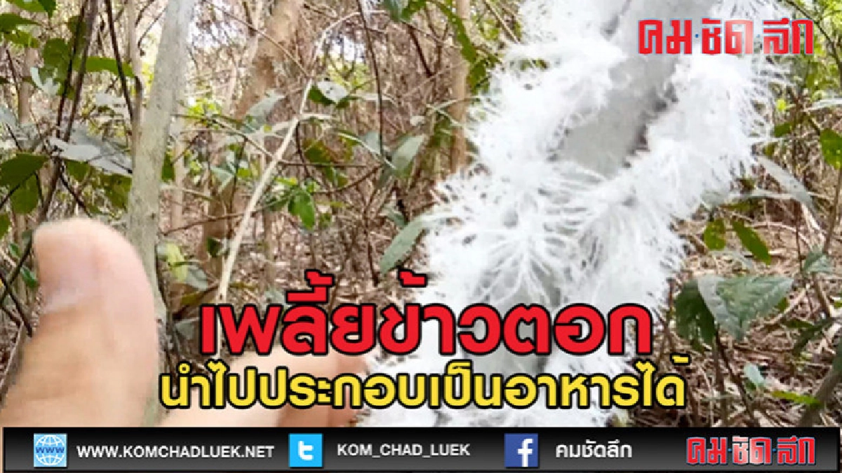 (คลิปข่าว)แปลกเพลี้ยนำไปประกอบอาหารได้ (คลิปข่าว)แปลกเพลี้ยนำไปประกอบอาหารได้