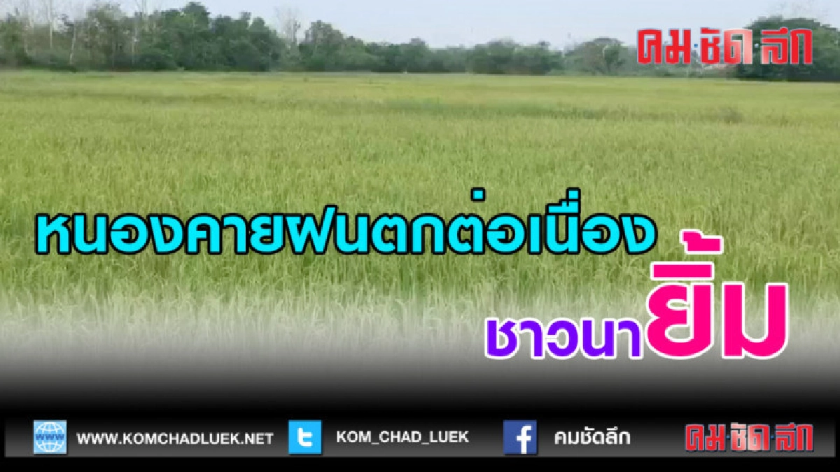 (คลิปข่าว)หนองคายฝนตกต่อเนื่องชาวนายิ้ม