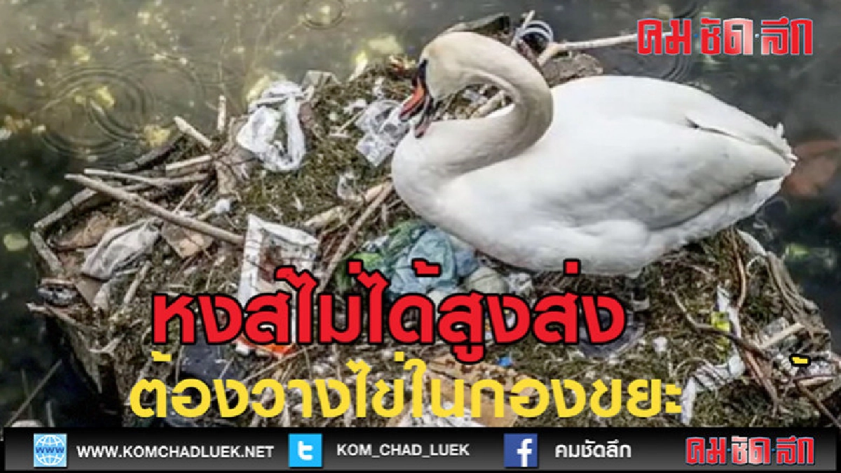 (คลิปข่าว)เกิดเป็นหงส์ไม่หรูเสมอไป