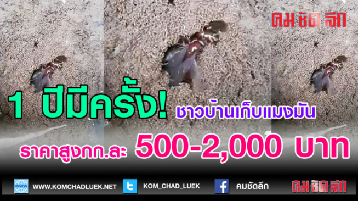 (คลิปข่าว)ชาวบ้านเก็บแมงมัน ราคาสูงกก.ละ 500-2,000 บาท