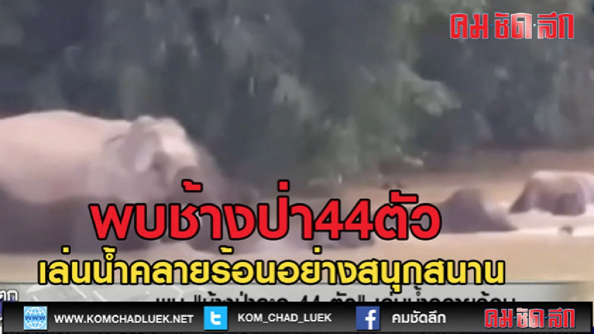 (คลิปข่าว)พบช้างป่าละอู 44 ตัว (คลิปข่าว)พบช้างป่าละอู 44 ตัว