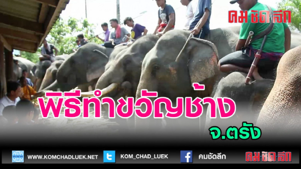  (คลิปข่าว) พิธีทำขวัญช้าง จ.ตรัง