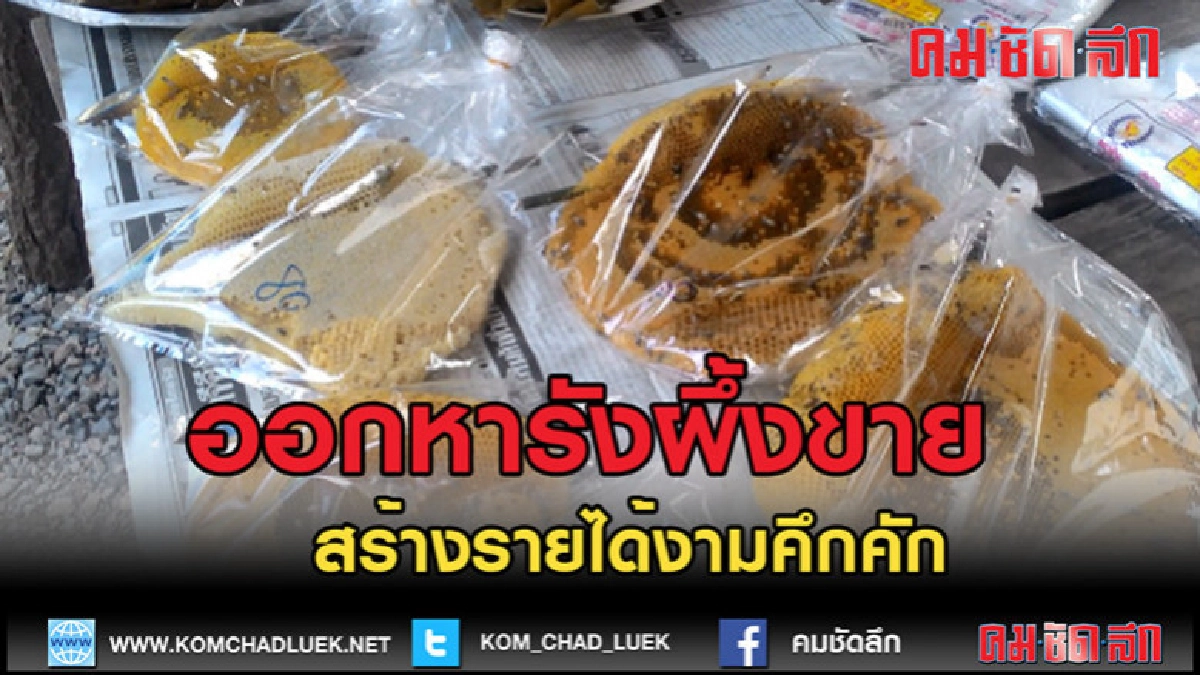 (คลิปข่าว)ออกหารังผึ้งขายสร้างรายได้งามคึกคัก
