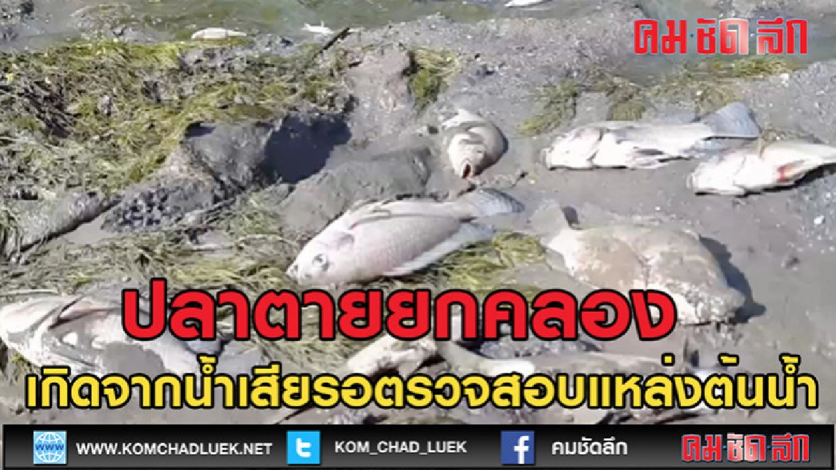 (คลิปข่าว)ปลาตายยกคลอง (คลิปข่าว)ปลาตายยกคลอง