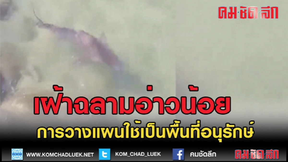(คลิปข่าว)เฝ้าติดตามพฤติกรรมฉลามอ่าวน้อย (คลิปข่าว)เฝ้าติดตามพฤติกรรมฉลามอ่าวน้อย