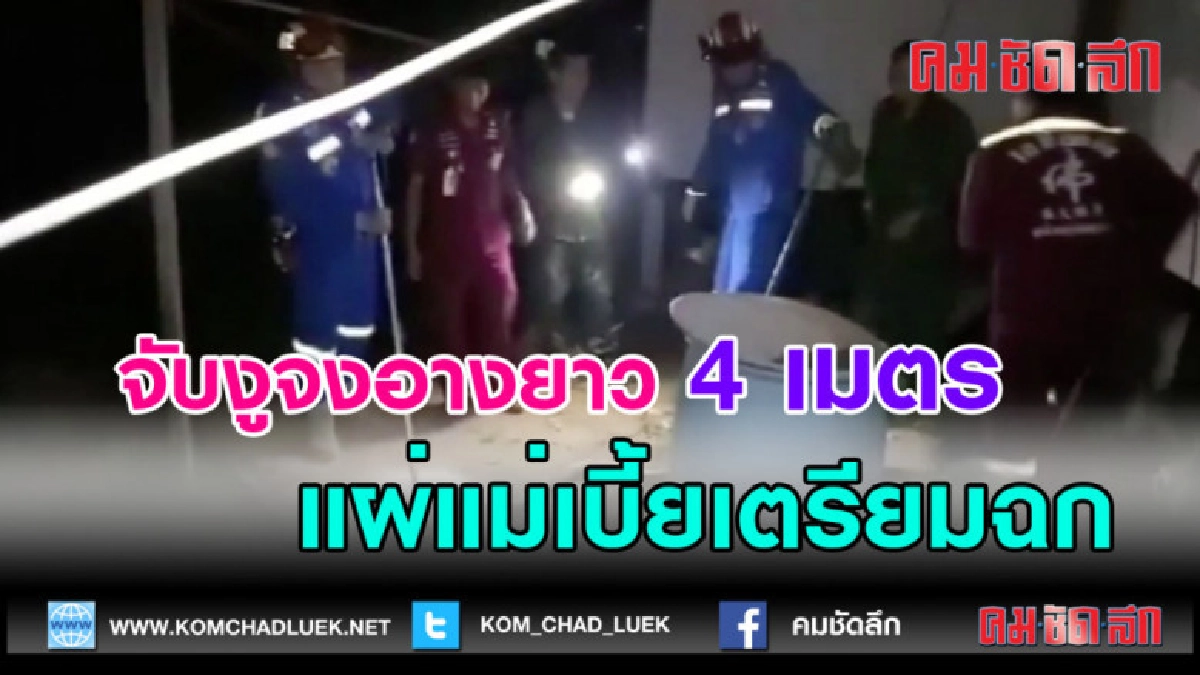 (คลิปข่าว)กู้ภัยช่วยจับงูจงอางยาว 4 เมตร กำลังแผ่แม่เบี้ย (คลิปข่าว)กู้ภัยช่วยจับงูจงอางยาว 4 เมตร กำลังแผ่แม่เบี้ย
