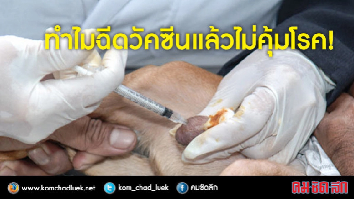 ทำไมฉีดวัคซีนแล้วไม่คุ้มโรค! ทำไมฉีดวัคซีนแล้วไม่คุ้มโรค!