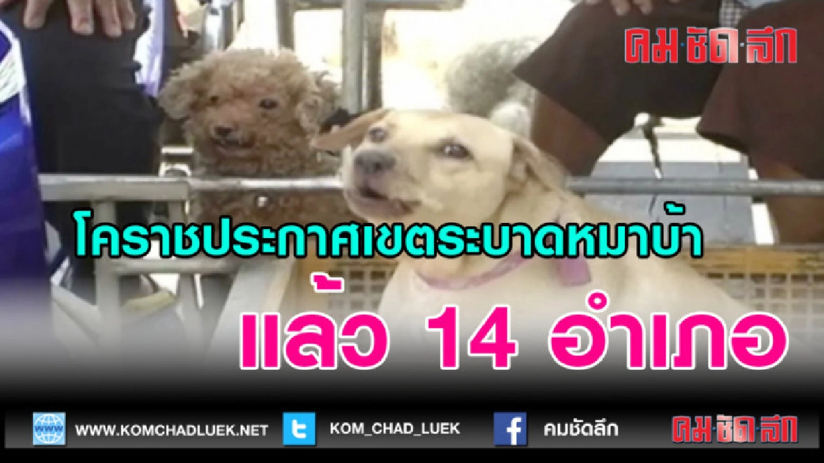 (คลิปข่าว)โคราชประกาศเขตระบาดหมาบ้าแล้ว14อำเภอเร่งฉีดวัคซีน
