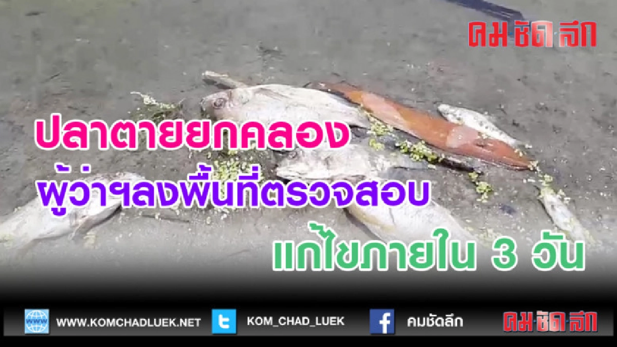 (คลิปข่าว)ผู้ว่าฯลงพื้นที่ตรวจสอบสาเหตุปลาตายยกคลอง (คลิปข่าว)ผู้ว่าฯลงพื้นที่ตรวจสอบสาเหตุปลาตายยกคลอง