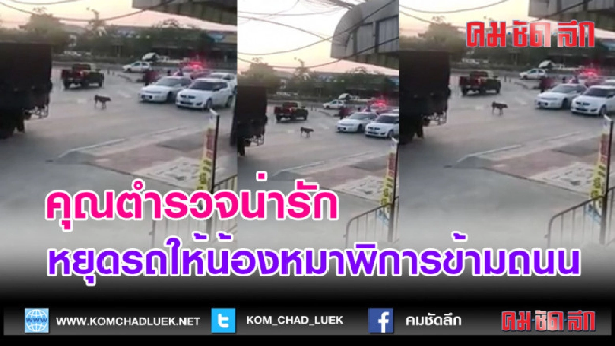 (คลิปข่าว)พี่ตำรวจน่ารักหยุดรถให้น้องหมาพิการข้ามถนน