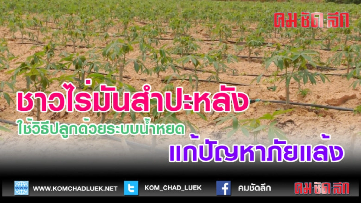(คลิปข่าว)ชาวไร่มันสำปะหลังใช้วิธีปลูกด้วยระบบน้ำหยด