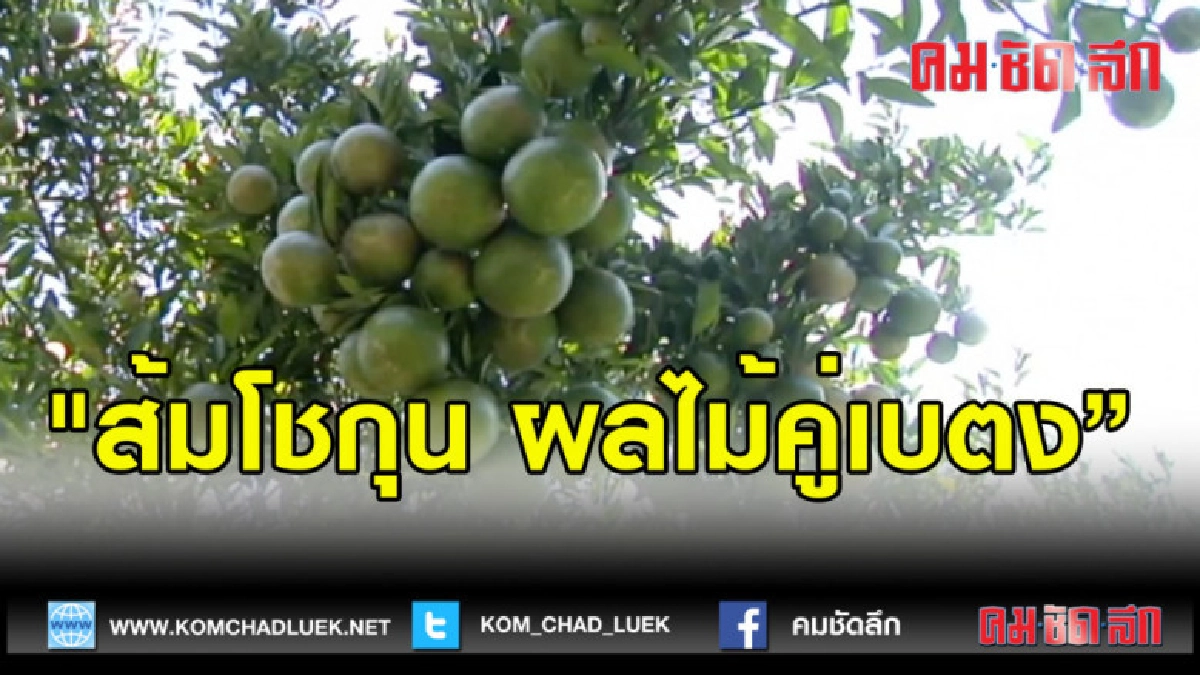 (คลิปข่าว)"ส้มโชกุนผลไม้คู่เบตง"