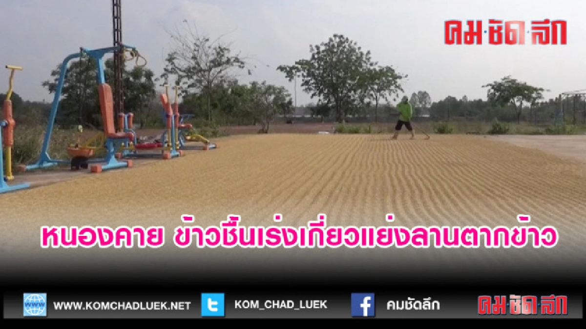 (คลิปข่าว)หนองคาย ข้าวชื้นเร่งเกี่ยวแย่งลานตากข้าว (คลิปข่าว)หนองคาย ข้าวชื้นเร่งเกี่ยวแย่งลานตากข้าว